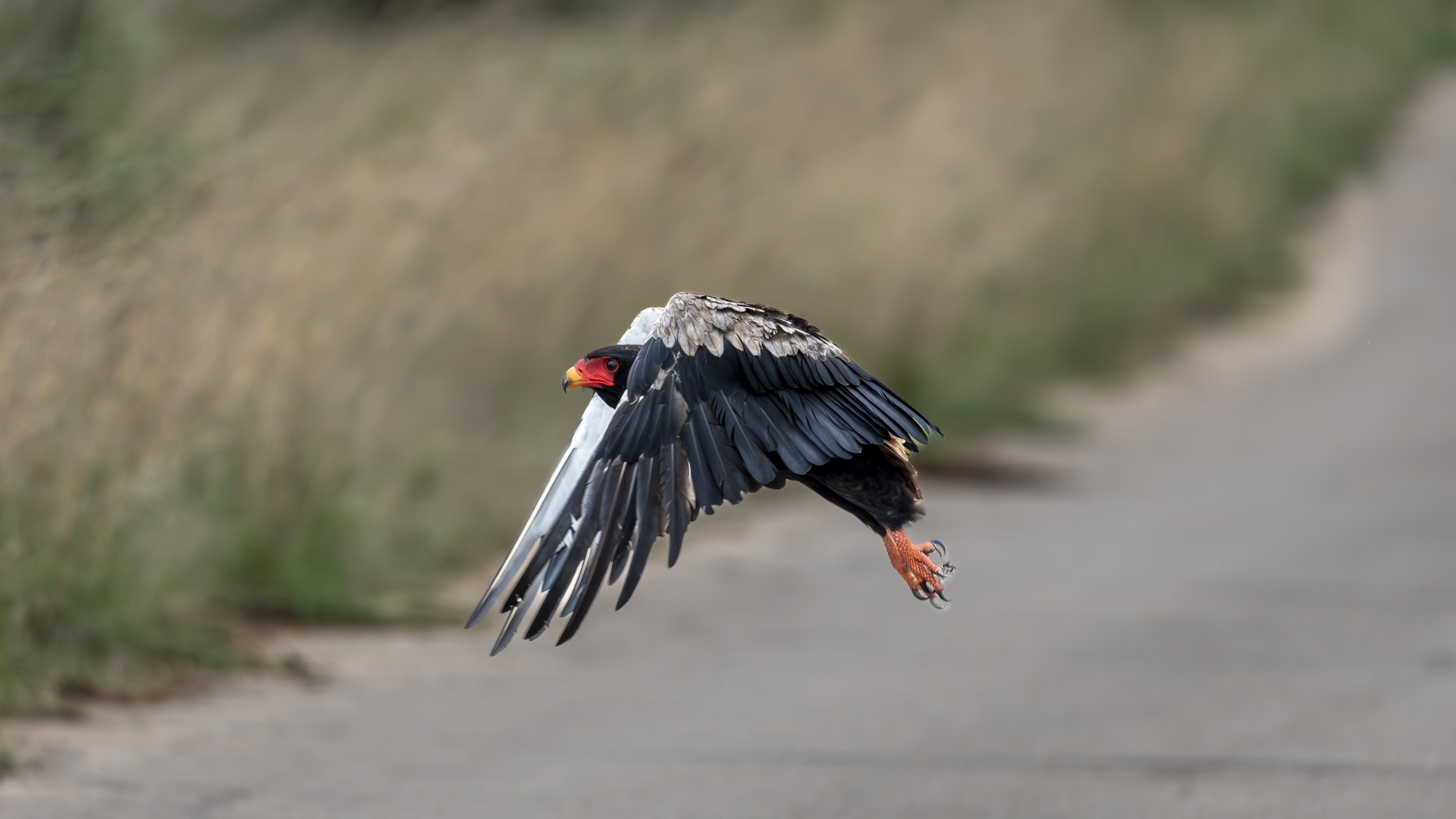 Kruger25 2025 10 30 11 17 38 ILCE 1M2 590